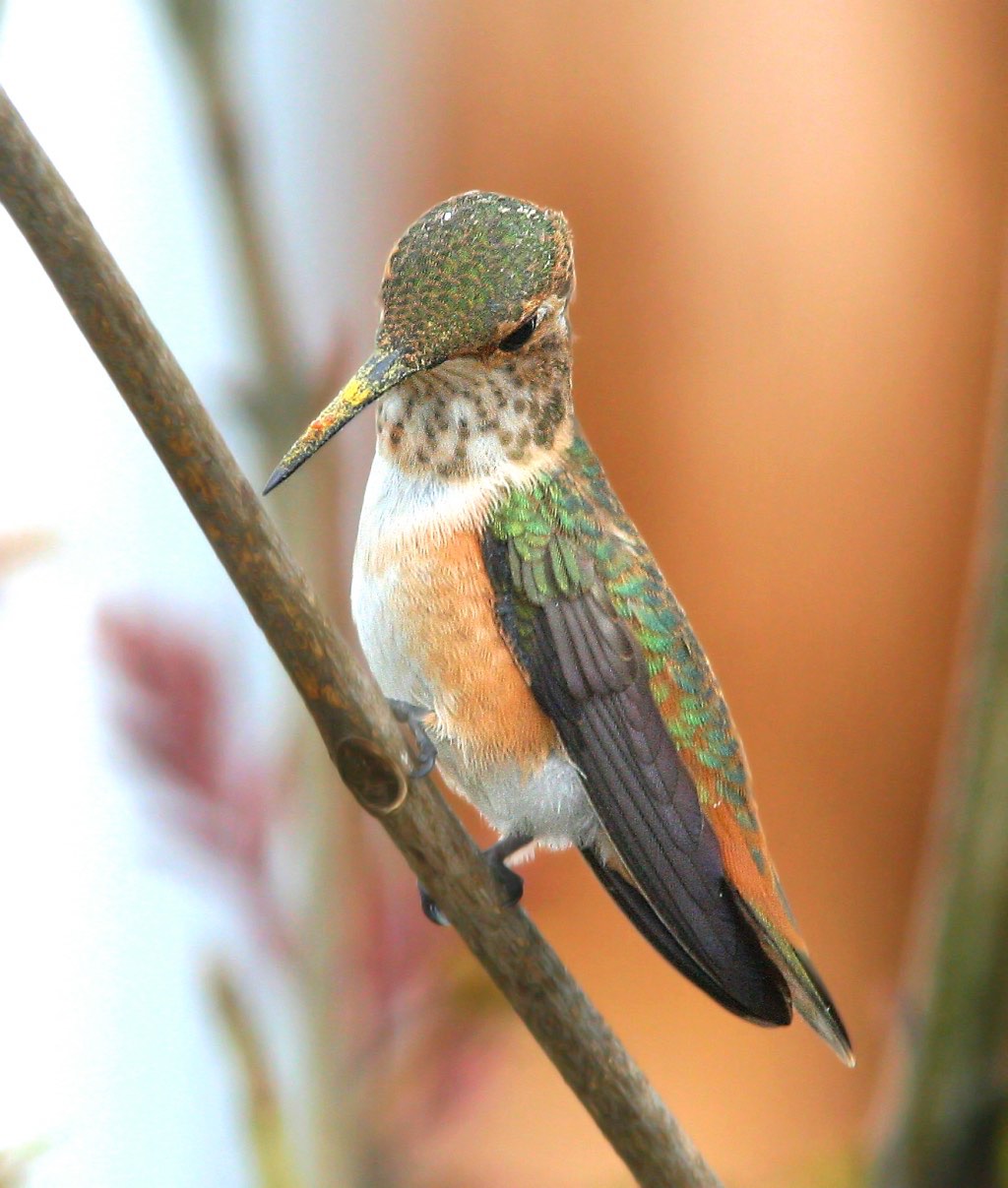 Allen's Hummingbird