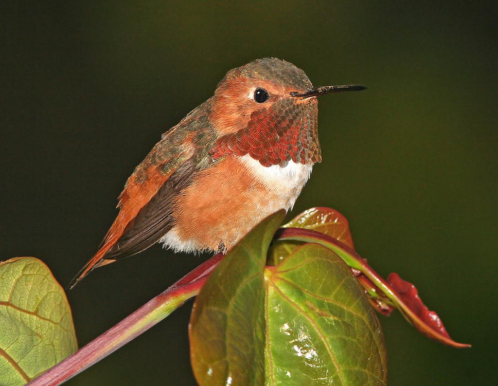 Allen's Hummingbird