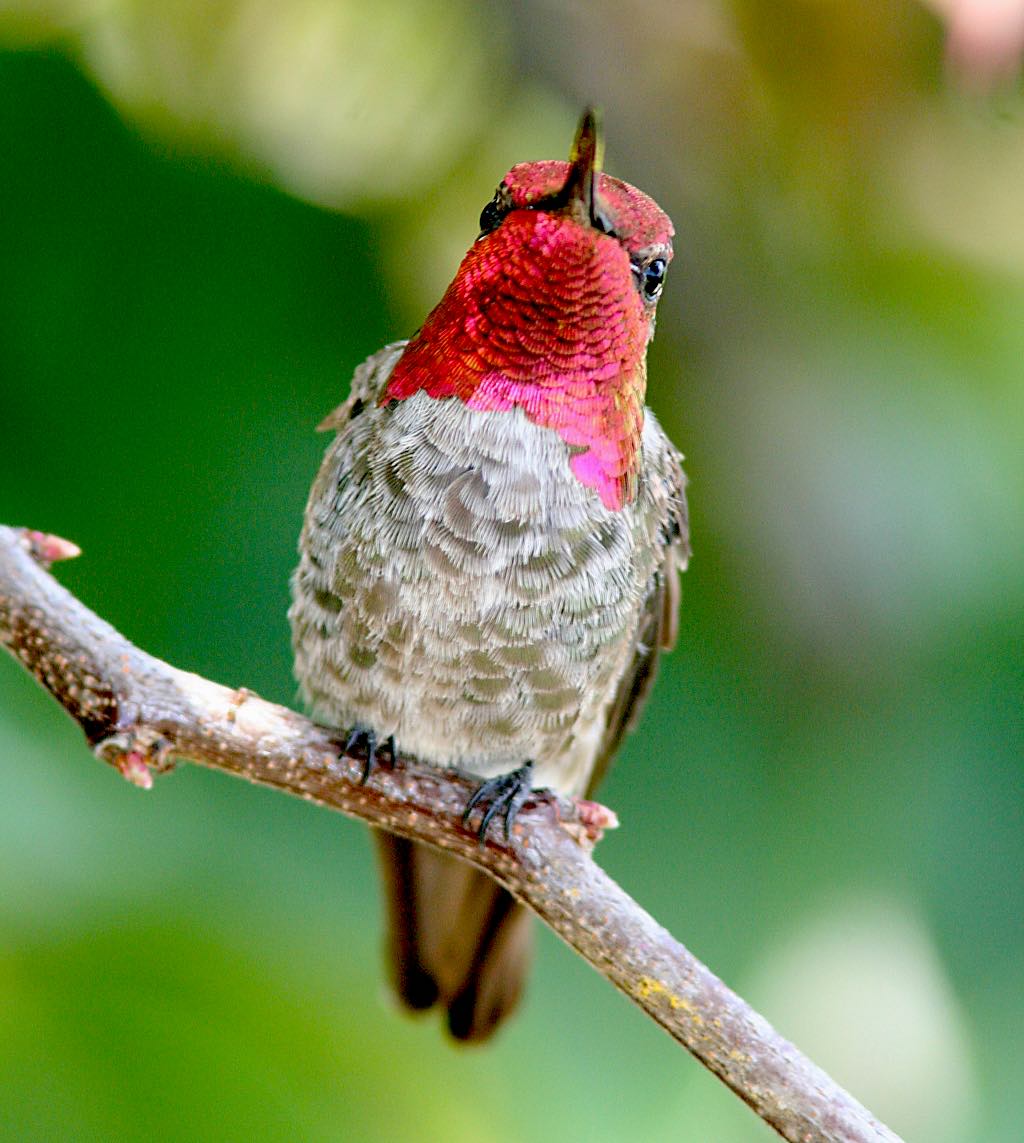 Anna's Hummingbird