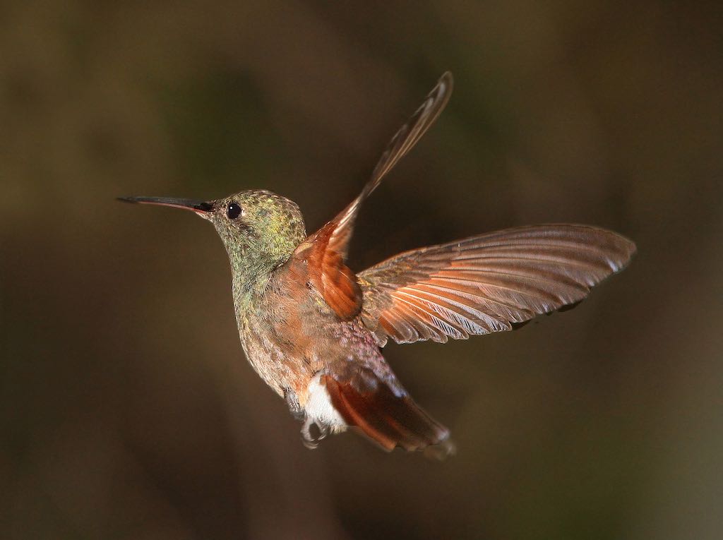 Berylline Hummingbird