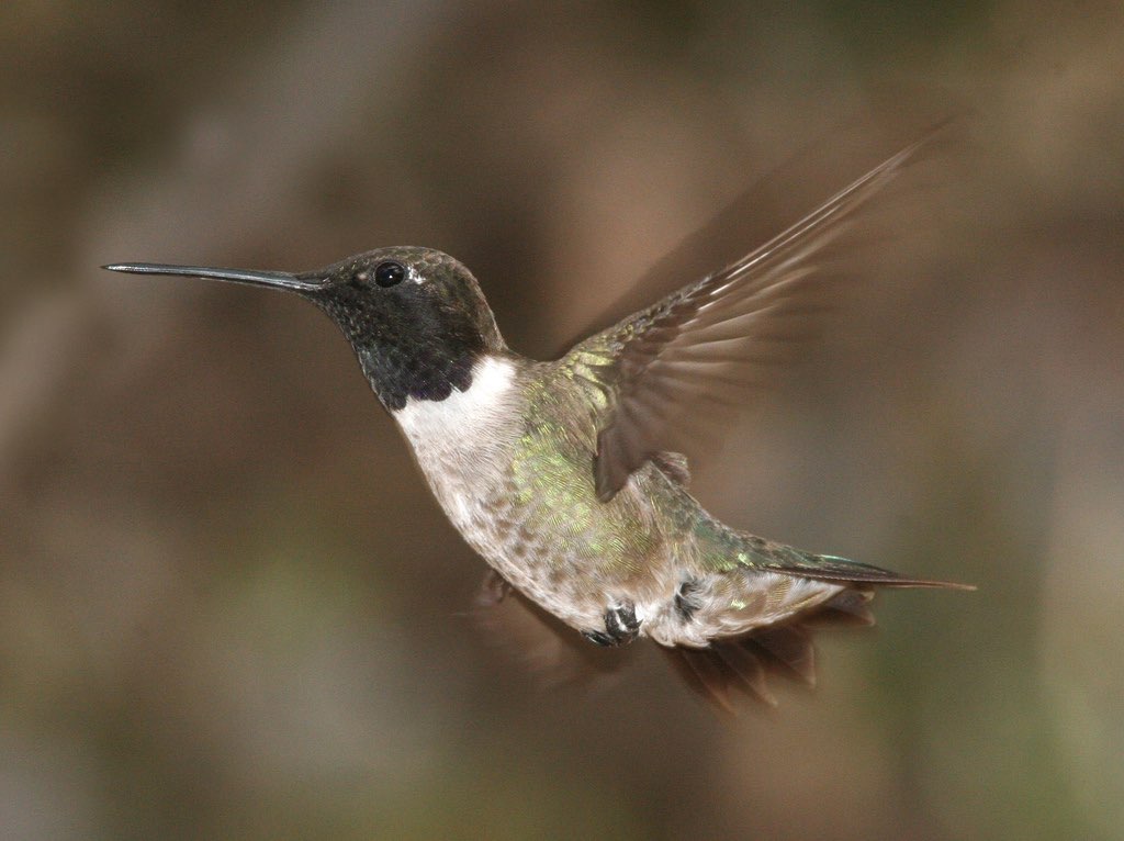 Black-Chinned Hummingbird
