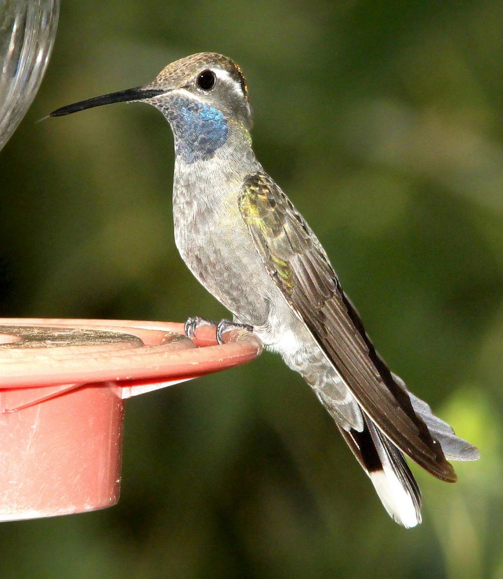 Blue-Throated Hummingbird