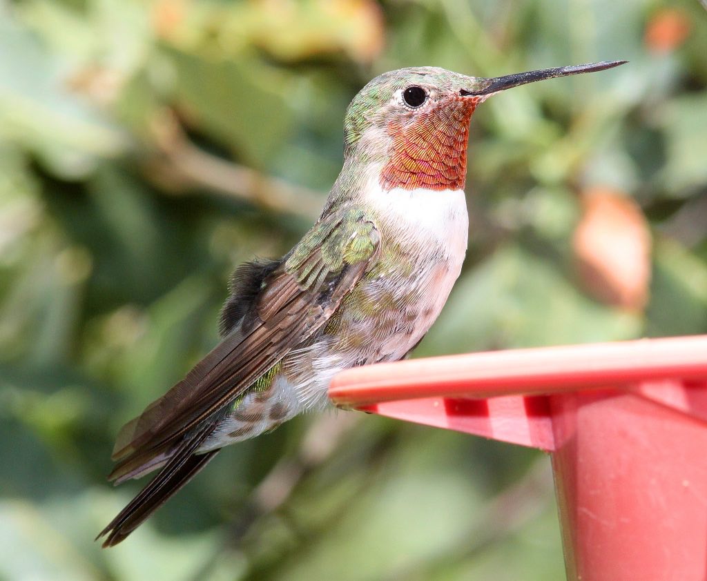 Broad-Tailed Hummingbird