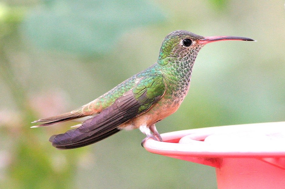 Buff-Bellied Hummingbird