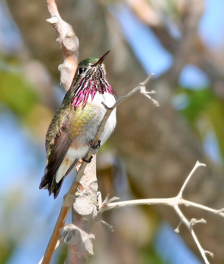Calliope Hummingbird