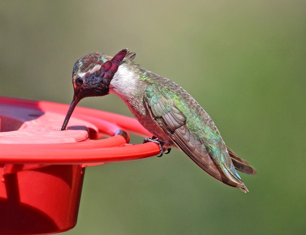 Costa's Hummingbird