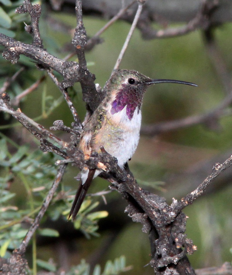 Lucifer Hummingbird