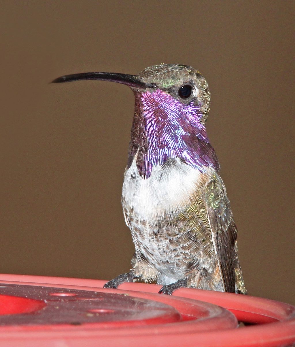 Lucifer Hummingbird