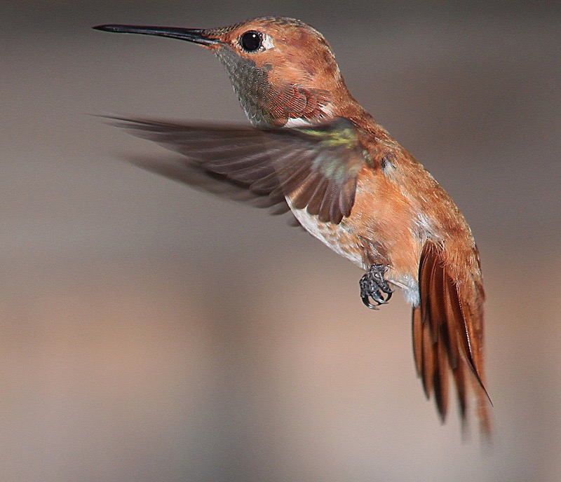 Rufous Hummingbird
