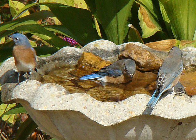 Bluebirds enjoying the birdbath Bluebirds enjoying the birdbath