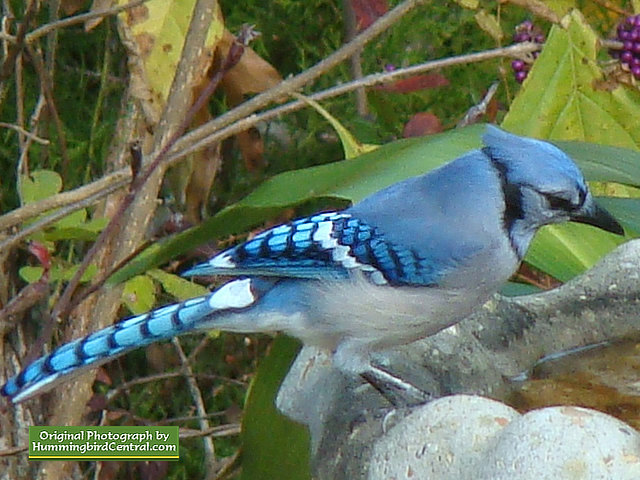 A Blue Jay stops for a drink at the bird bath A Blue Jay stops for a drink at the bird bath