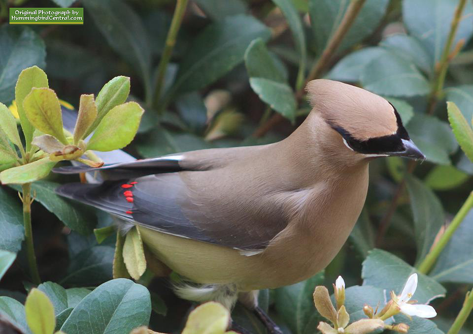 The beautiful, berry-loving Cedar Waxwing The beautiful, berry-loving Cedar Waxwing