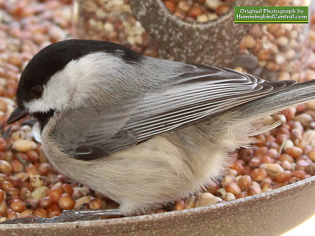 The Chickadee The Chickadee