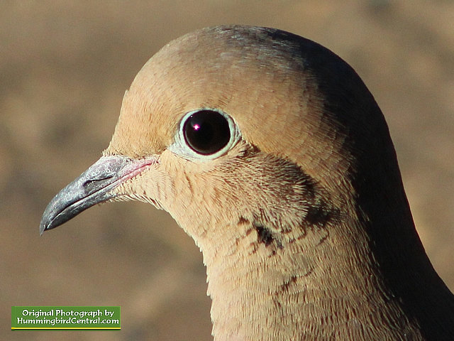 Up close and personal with a beautiful Mourning Dove Up close and personal with a beautiful Mourning Dove