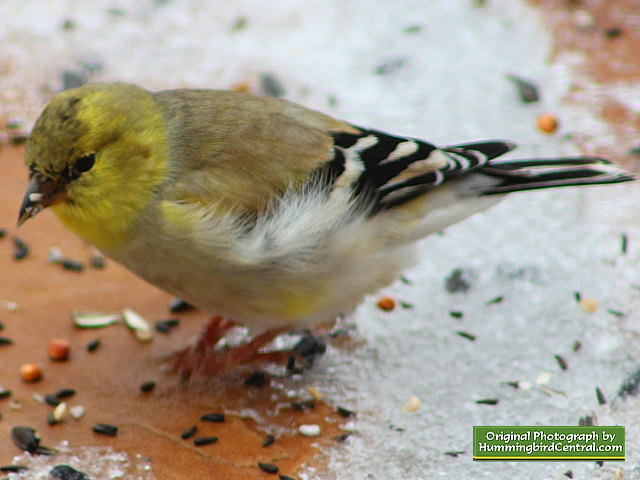 Up close and personal with a beautiful male Northern Cardinal Up close and personal with a beautiful male Northern Cardinal
