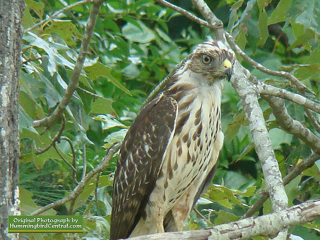 The Hawk watches carefully over the backyard aviary The Hawk watches carefully over the backyard aviary