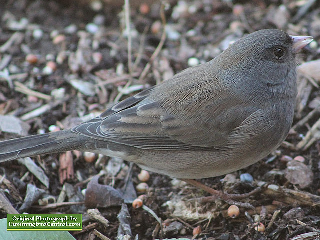 Up close and personal with a beautiful male Northern Cardinal Junco in the backyard