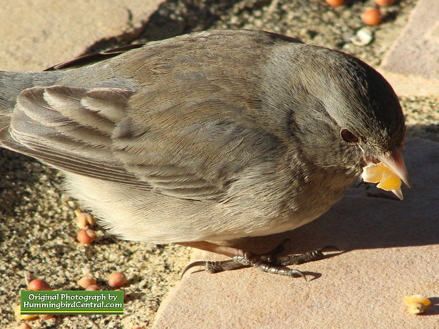 Junco in the backyard Junco in the backyard