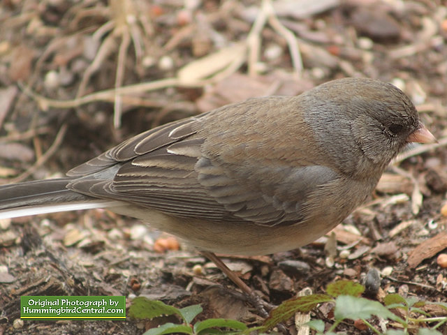 Junco in the backyard Junco in the backyard
