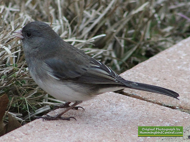Junco in the backyard Junco in the backyard