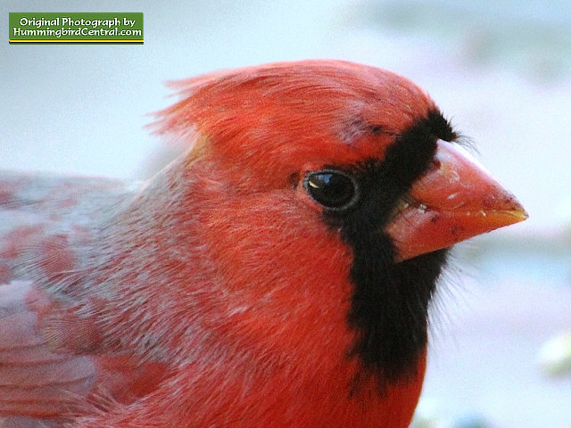 Up close and personal with a beautiful male Northern Cardinal Up close and personal with a beautiful male Northern Cardinal