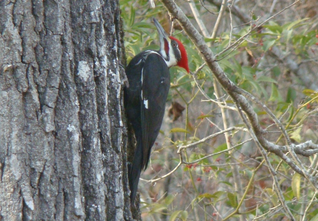 Pileated Woodpecker