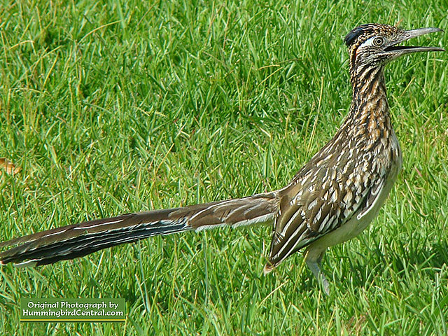 The incredible Roadrunner ... looking for lunch during the summer The incredible Roadrunner ... looking for lunch during the summer
