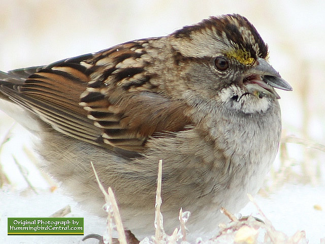 A Sparrow deals with life during a brutal, cold winter day A Sparrow deals with life during a brutal, cold winter day