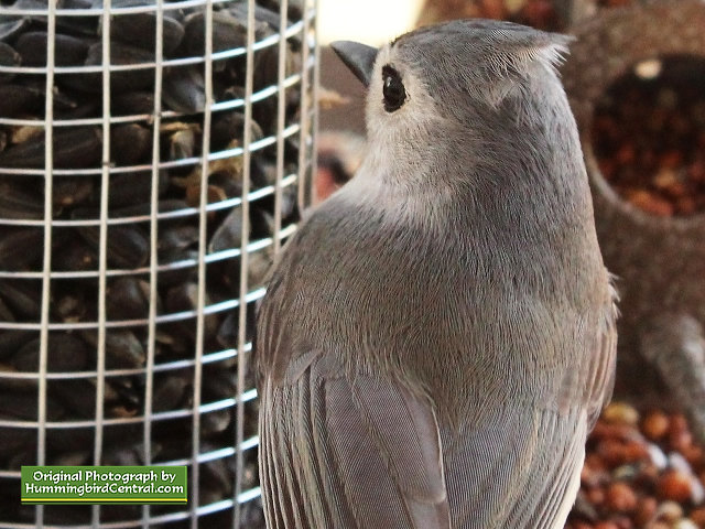 Titmouse ... the feathers are incredible! Titmouse ... the feathers are incredible!