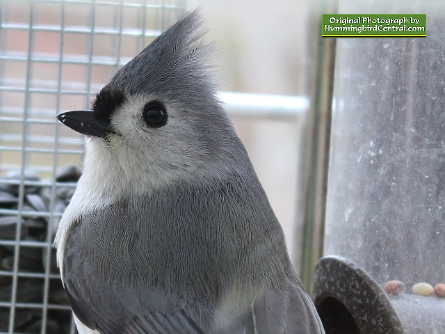 A beautiful Titmouse up-close and personal A beautiful Titmouse up-close and personal