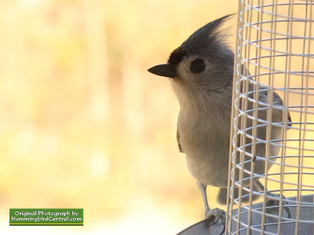 Titmouse ... alert for competition! Titmouse ... alert for competition!