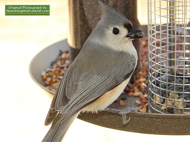 A beautiful Titmouse ready to dine on a black sunflower seed A beautiful Titmouse ready to dine on a black sunflower seed