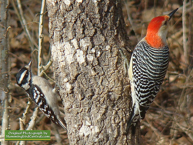 Here a Downy Woodpecker (left) and a Red-Breasted Woodpecker (right) share a spot on a tree trunk Here a Downy Woodpecker (left) and a Red-Breasted Woodpecker (right) share a spot on a tree trunk