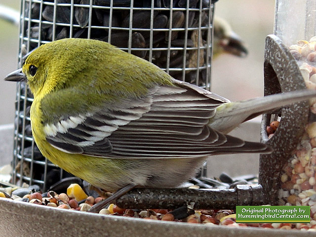 A Pine Warbler on the bird feeder on a cold wintry day A Pine Warbler on the bird feeder on a cold wintry day