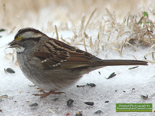 This White Throated Sparrow migrated south for the winter, but maybe not far enough! This White Throated Sparrow migrated south for the winter, but maybe not far enough!
