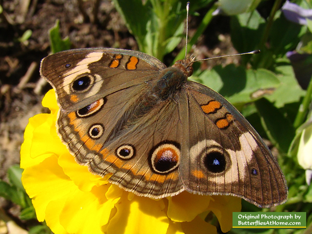 Buckeye Butterfly