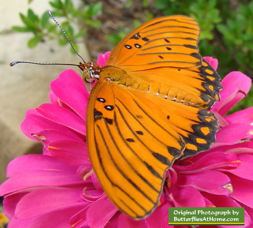 Gulf Fritillary Butterfly