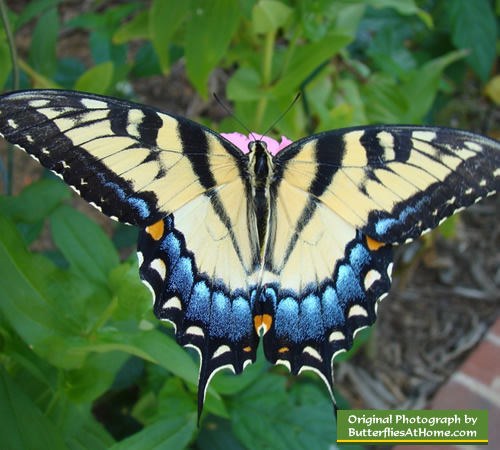 Tiger Swallowtail Butterfly