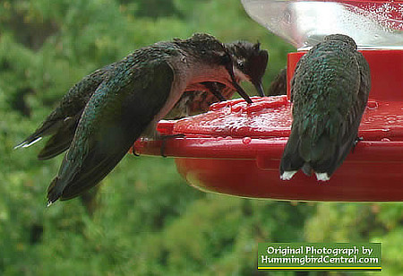 Ruby-throat Hummingbird Fall Migration