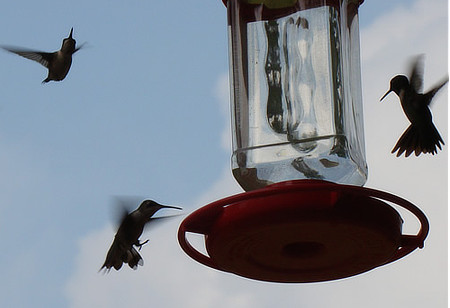 Ruby-throat Hummingbird Fall Migration