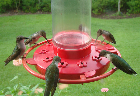 Ruby-throat Hummingbird Fall Migration