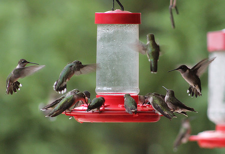 Ruby-throat Hummingbird Fall Migration
