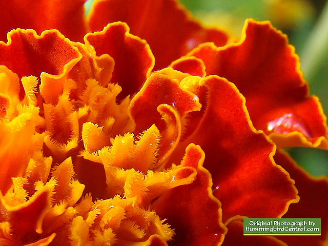 Orange Marigolds Orange Marigolds