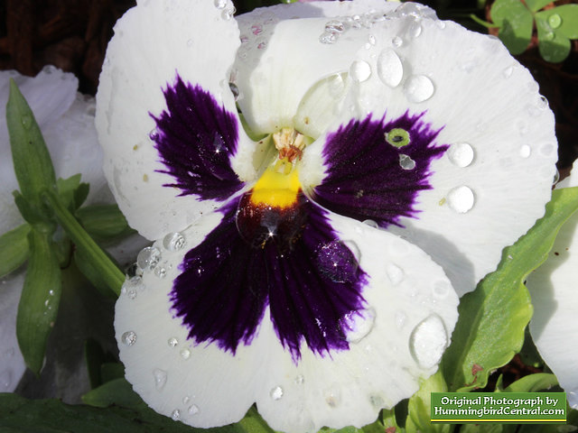 White Majestic Giant Pansy White Majestic Giant Pansy
