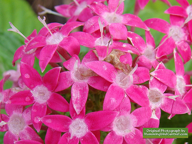 Pink Pentas Pink Pentas