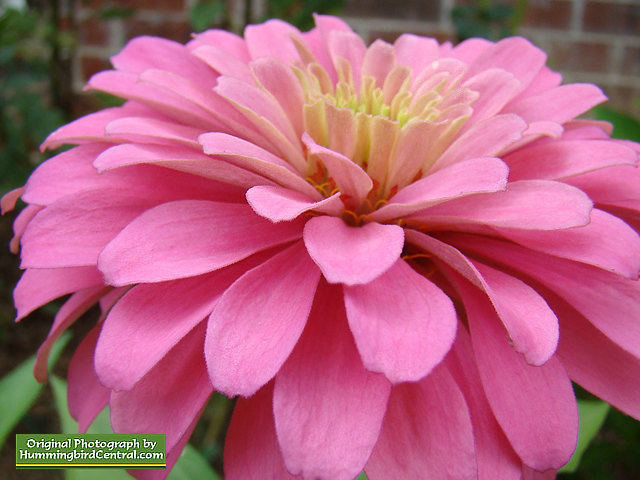 Flowers in the Hummingbird Central landscape ... the beautiful California Giant Zinnia