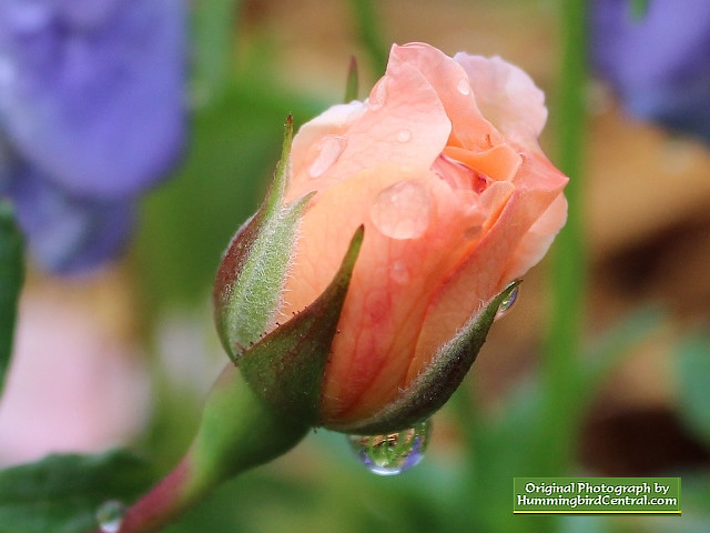Pink Rose Bud Pink Rose Bud