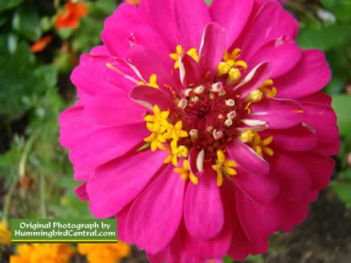 Pink Zinnia