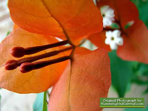 Orange Bouganveila