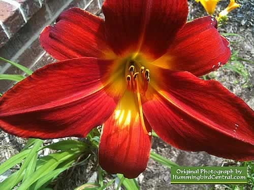 Deep Orange Day Lily
